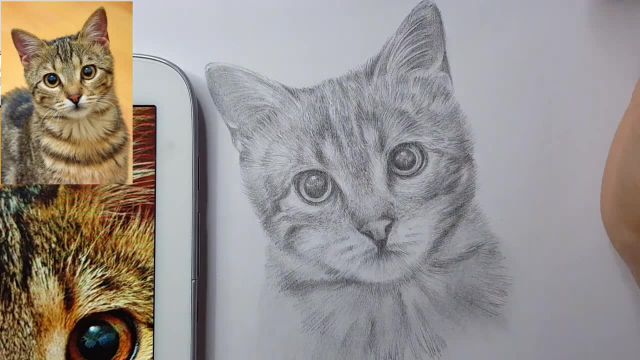 آموزش طراحی حیوانات با مداد (طراحی گربه)