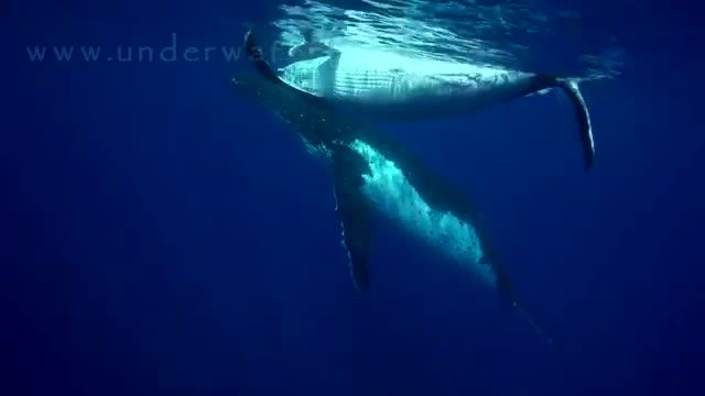 لحظات آرامش بخش با صدای نهنگ ها | ویدیو و موسیقی اصلی