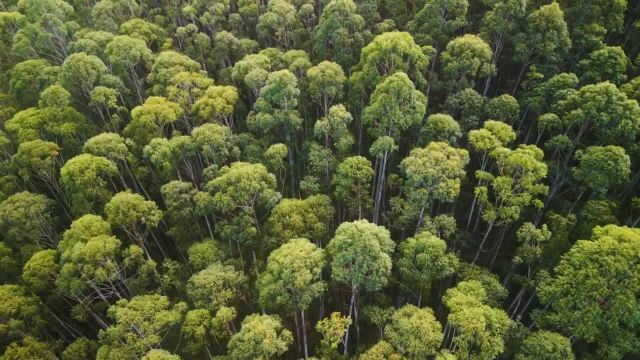 محیط جنگلی | صداهای طبیعت غرق در جنگل استوایی و باد | قسمت 2