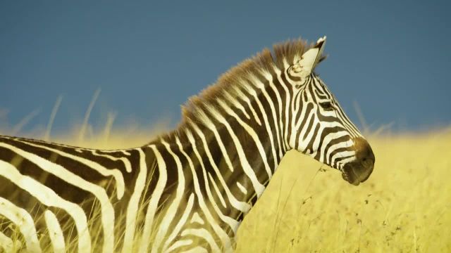 حیات وحش آفریقا 4K | نمونه کار ویدیویی از Robert Holfmeyr