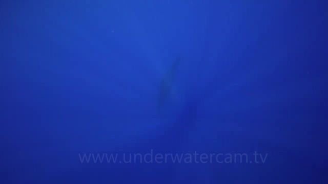 این نهنگ عنبر آوازخوان چیزی برای گفتن به ما دارد؟ مستند طبیعت 4K