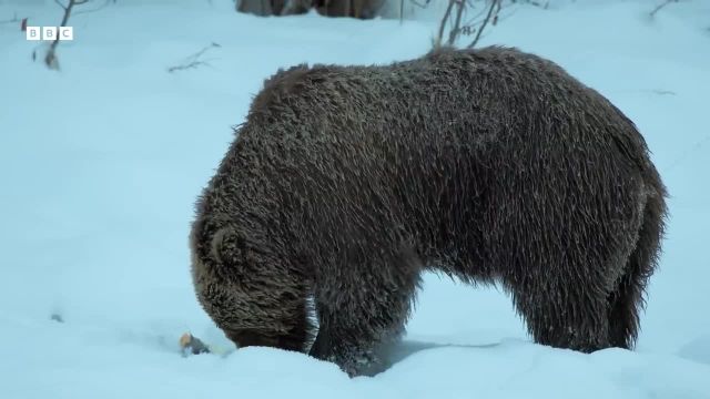 آینده نامعلوم خرس های قطبی یوکان