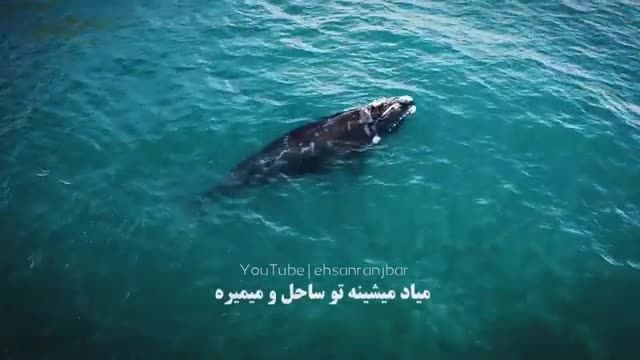 کلیپ عاشقانه من خودم یه نهنگ مرده ام | پادکست اتاق سرد آبی