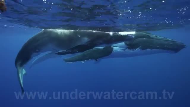 مستند طبیعت - مدیتیشن با صدای نهنگ