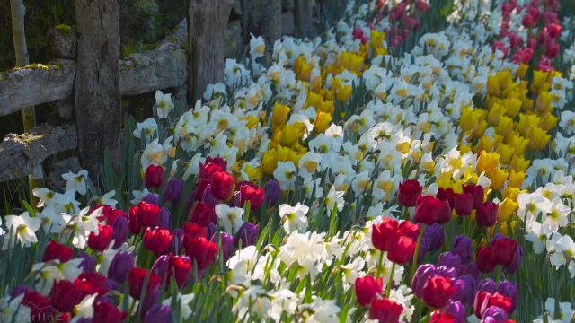 گل های لاله شگفت انگیز | بهترین عکس ها از مزارع گل های رنگارنگ + صداهای طبیعت | شماره 1