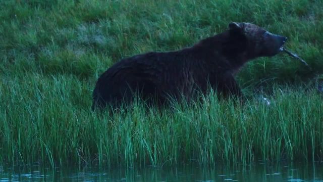 ویدیوی حیات وحش 4K | فیلمی منصر به فرد از زندگی خرس ها در پارک ملی یلوستون