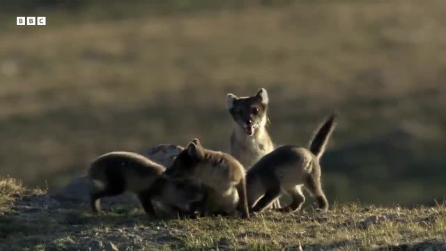 پرورش توله روباه قطبی برای مستقل شدن قبل زمستان