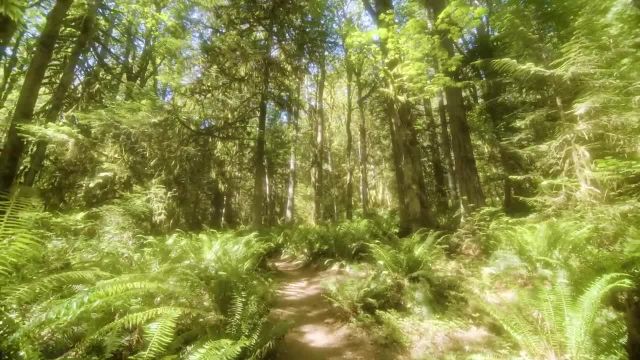 آرامش طبیعت مسیر حلقه دره می | پیاده روی رویایی جنگل در یک روز تابستانی آفتابی