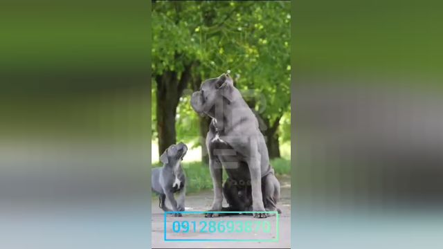 سگ کن کورسو ایتالیایی اصیل