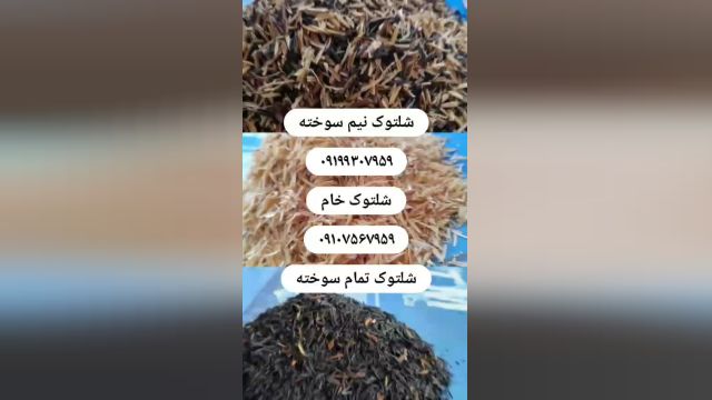 فروش شلتوک / شلتوک خام