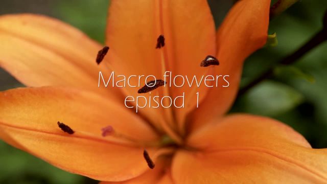 گلهای ماکرو با صداهای طبیعی | قسمت 1 | تریلر