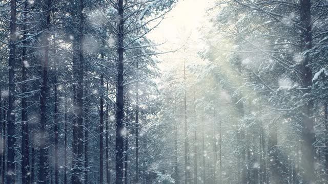 Forest Colors موسیقی آرامش بخش زمستانی