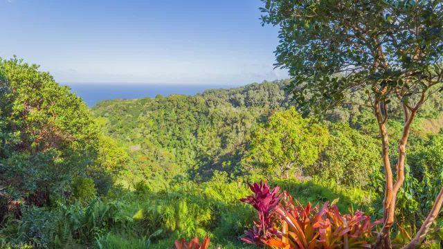 طبیعت زیبای هاوایی | صدای آرامش بخش طبیعت، پرندگان و اقیانوس