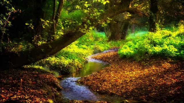 استوک فوتیج طبیعت | جنگل | آبشار | ویدیو HD رایگان