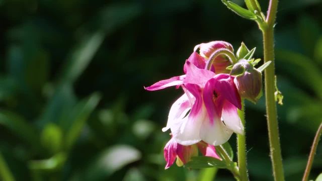 گل های وحشی تابستانی - مناظر گل با صداهای طبیعت 4K  - تریلر