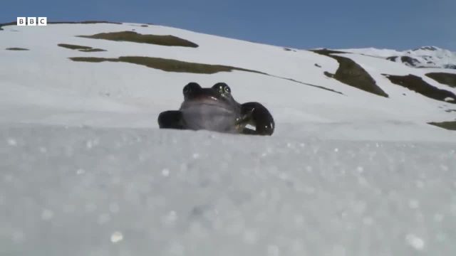 رقابت قورباغه با شکارچیان در دامنه های یخی