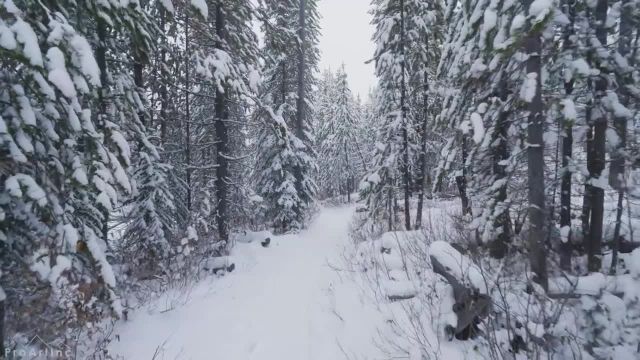 پیاده روی زمستانی در جنگل برفی با صدای برف کرانچ | مسیرهای دیدنی کانادا | قسمت 2