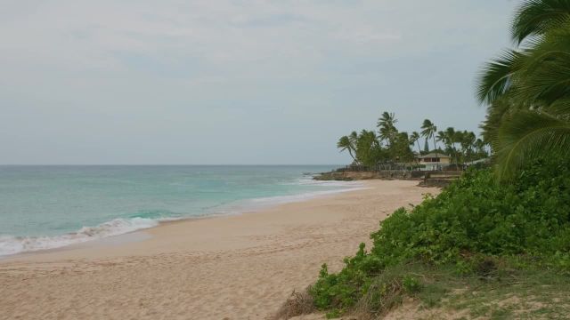 صداهای آرامش بخش سواحل استوایی با درختان نخل | ویدیوی مناظر با صدای طبیعت | قسمت 2