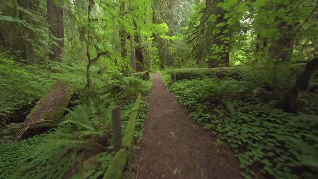 ویدیوی قدم زدن در جنگل با آواز پرندگان و صدای جنگل 4K UHD