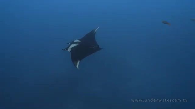 فوتیج استوک زیبا از سفره ماهی دیو | مانتا ریس غول پیکر | Manta Rays