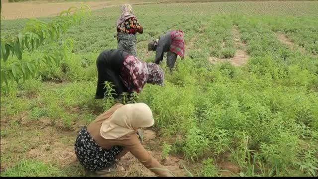 آموزش صفر تا صد کشت گیاهان دارویی | شغل دوم با سرمایه کم