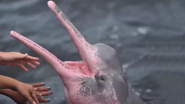 دلفین صورتی آمازون؛  عجیب ترین جاذبه جهان