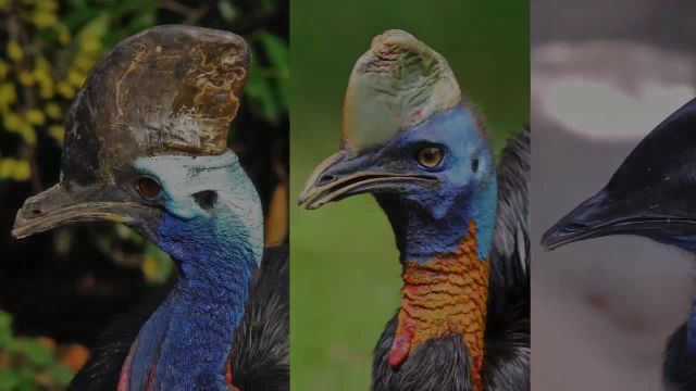 ویژگی های شگفت انگیز خطرناک ترین  پرنده جهان