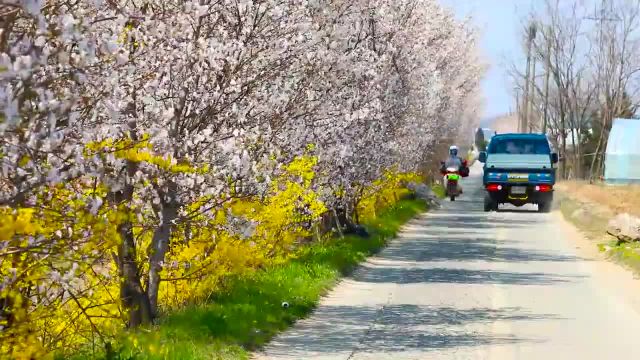 زیباترین شکوفه گیلاس جهان | استوک فوتیج رایگان