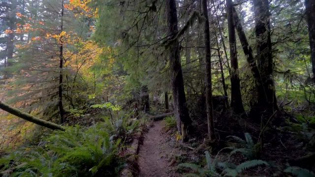 مناظر زیبای طبیعت با کیفیت 4K - پیادو روی پاییزی - تریلر