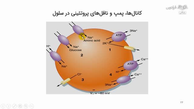 آموزش فیزیولوژی دامپزشکی 1 - مقدمه ای بر علم فیزیولوژی