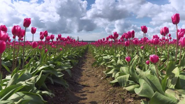 گل های بهاری در 4K (Ultra HD) | جشنواره گل لاله | قسمت 5