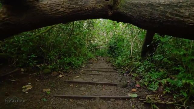 پیاده روی در جنگل بارانی 4K - مسیر آبشار مانوا - جزیره اوآهو (هاوایی)