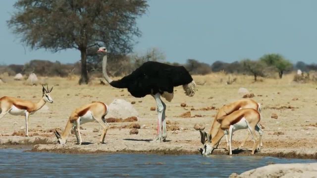 شترمرغ، پرنده ای بی پرواز؛ فیلم مستند حیات وحش آفریقا با روایتگری 4K