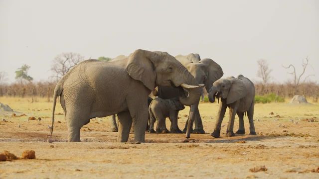 حیات وحش شگفت انگیز و طبیعت بوتسوانا | زندگی حیوانات وحشی در آفریقای جنوبی | قسمت 1