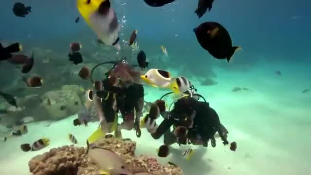 غواصی با سفره ماهی ها در پلینزی فرانسه با شیرجه بالا