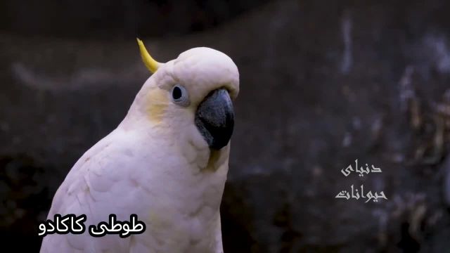 گونه های کمیاب از  زیباترین پرندگان جهان