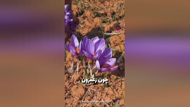 ️عمرا اگه‌ بدونی برداشت زعفرون چقدر سخته !!