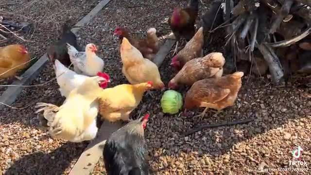 روش نگهدارى مرغ در باغچه