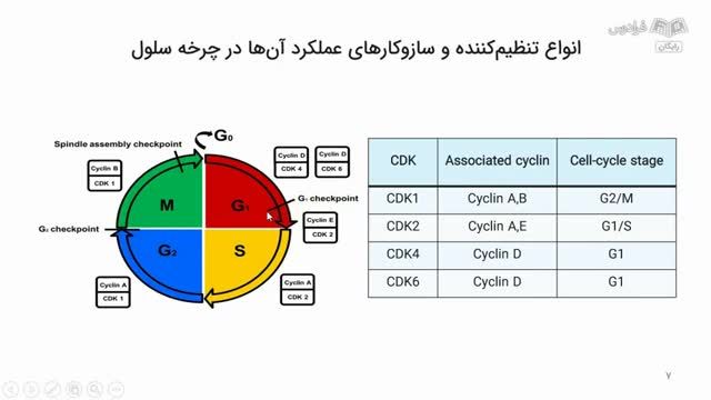 مراحل چرخه سلولی و مسیرهای پیام‌ رسانی سلول