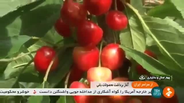 Iran Cherry harvest, Chaharmahal & Bakhtyari province برداشت گیلاس چهارمحال و بختیاری ایران
