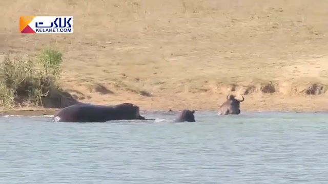 ویدیویی از درگیری حمله دو اسب آبی به تمساح برای نجات یک گاو وحشی