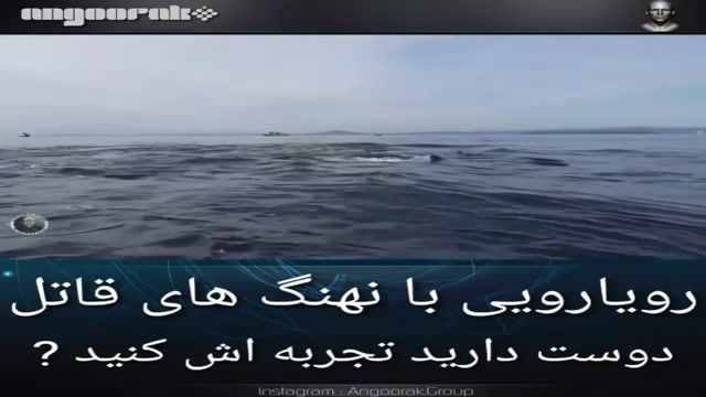 رویارویی با نهنگ های قاتل Orca در جزایر جنوب غربی کانادا