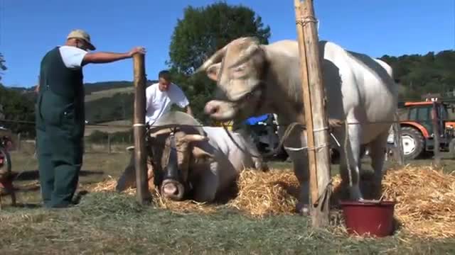 تکنولوژی هوشمند Smart Farming Bulls Mutants نمایش سوپ شارولس گاو شکار گوسفند درم