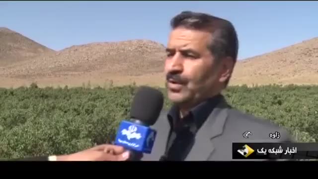 Iran Rose flowers harvest, Zaveh county برداشت گل محمدی شهرستان زاوه ایران