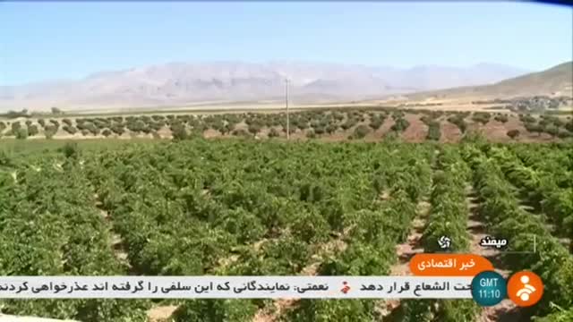 Iran Organic Grapes picking, Firouz-Abad county برداشت انگور ارگانیک شهرستان فیروزآباد ایران