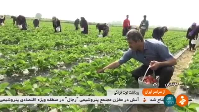 Iran Picking organic Strawberry, Mazandaran province برداشت توت فرنگی استان مازندران ایران