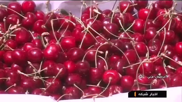 Iran Cherry harvest, Oshnavieh county برداشت گیلاس شهرستان اوشنویه ایران