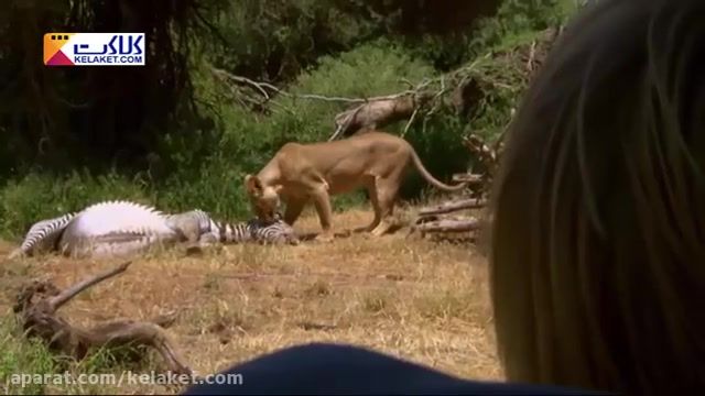 صحنه هایی نزدیک ازتماشای شکار یک شیر که گورخری را با بچه شیرها می خورد.