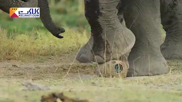 واکنش دیدنی و کنجکاوی فیل ها در مقابل  دوربین های جاسوسی