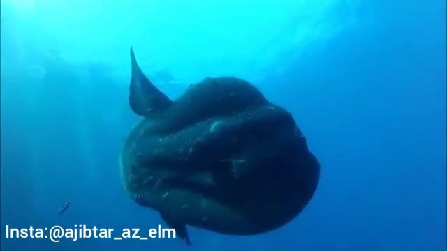 نگاهی به بزرگ‌ترین ماهی استخوانی جهان با نام «مولامولا»